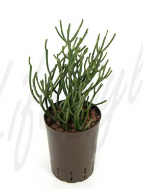 Finger Tree , Milk Bush , Indian Tree Spurge